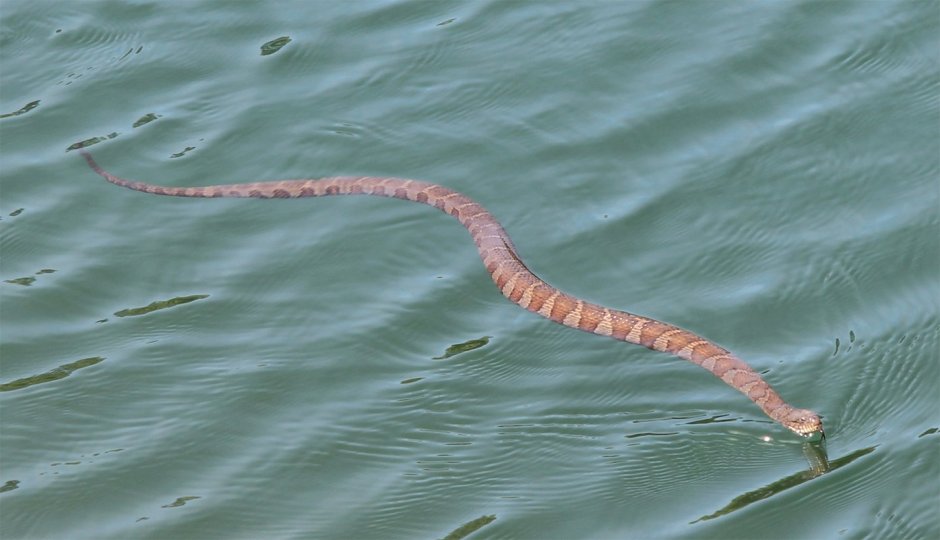 Оливковая морская змея Дюбуа