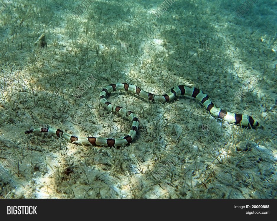 Ленточная мурена (Rhinomuraena quaesita)