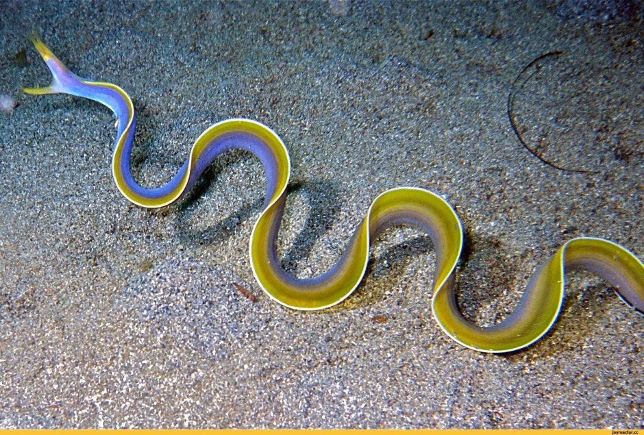 Rhinomuraena quaesita