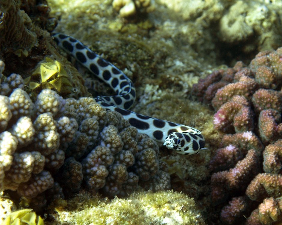 Морская змея Белчера