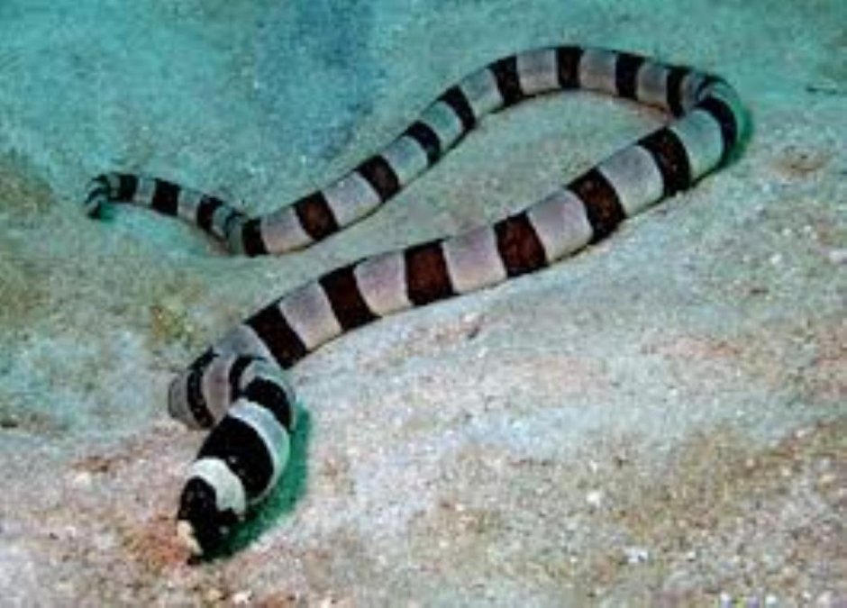 Малайский синий Крайт змея