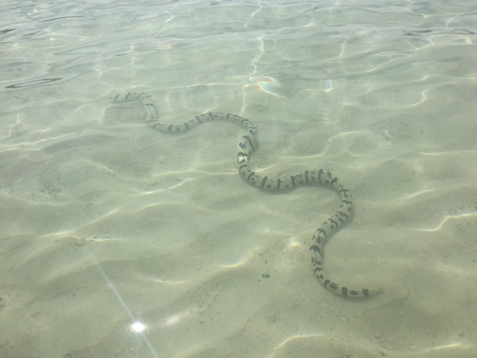 Гадюка черное море