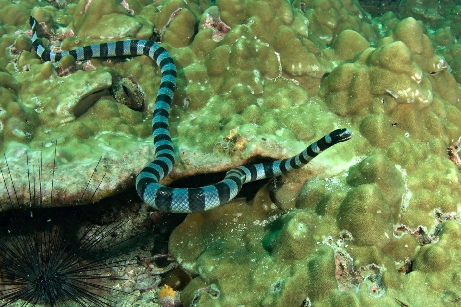 Морской Крайт змея