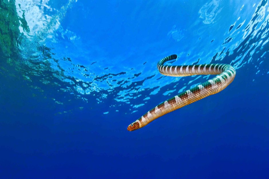 Морская змея Филиппины