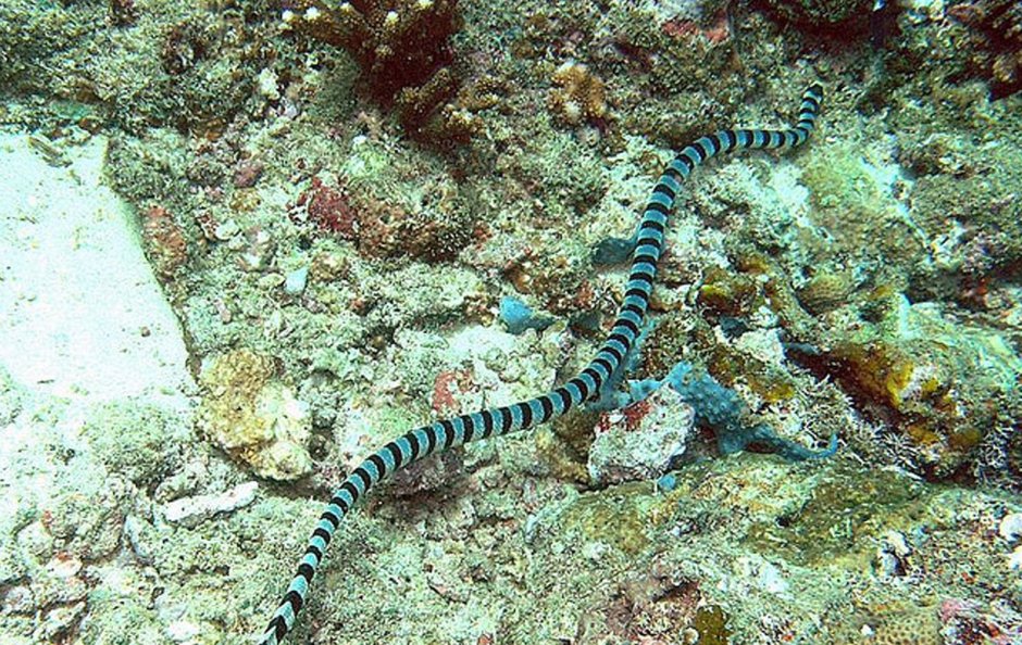 Морской Крайт плоскохвост