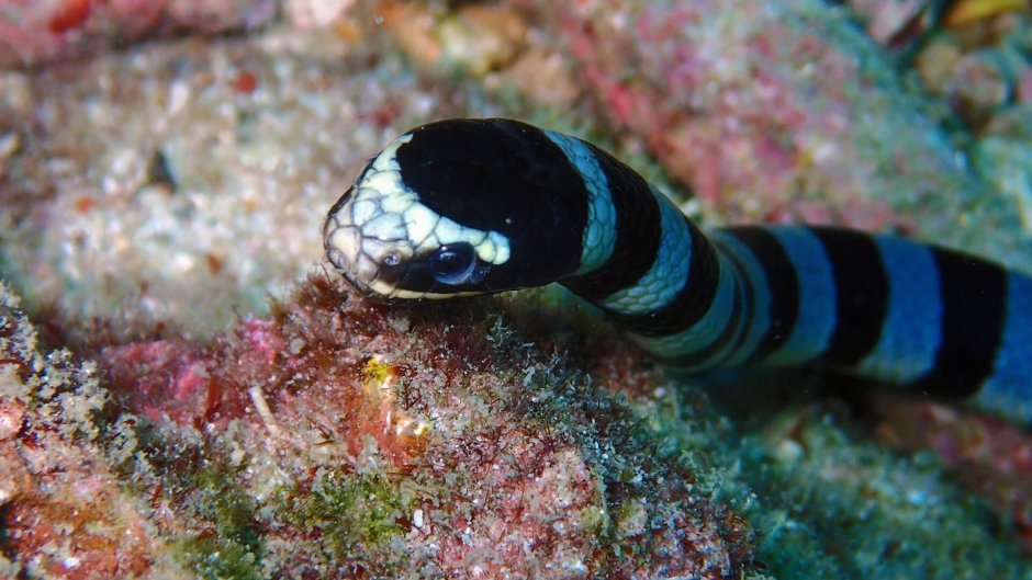 Морская змея мурена