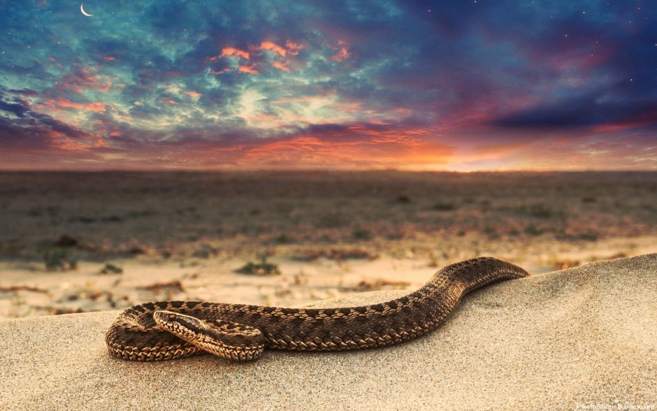 Морской Крайт плоскохвост