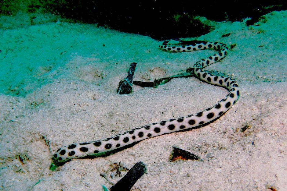 Морская змея пеламида