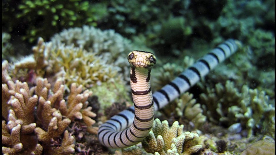 Морская змея в Красном море