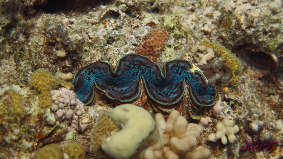 Морская змея пеламида