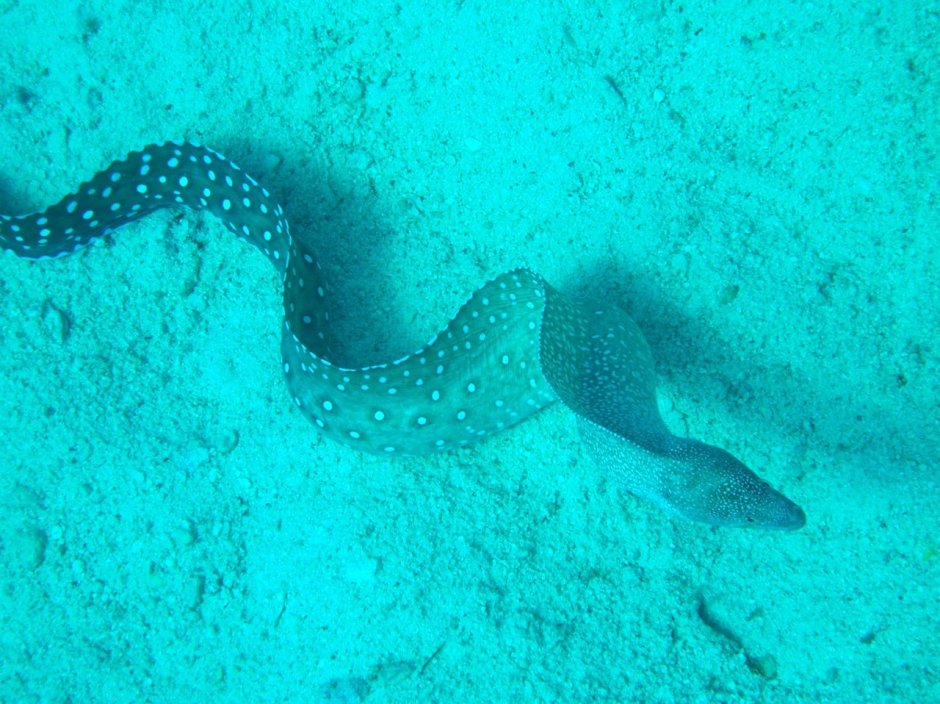 Корал Снейк