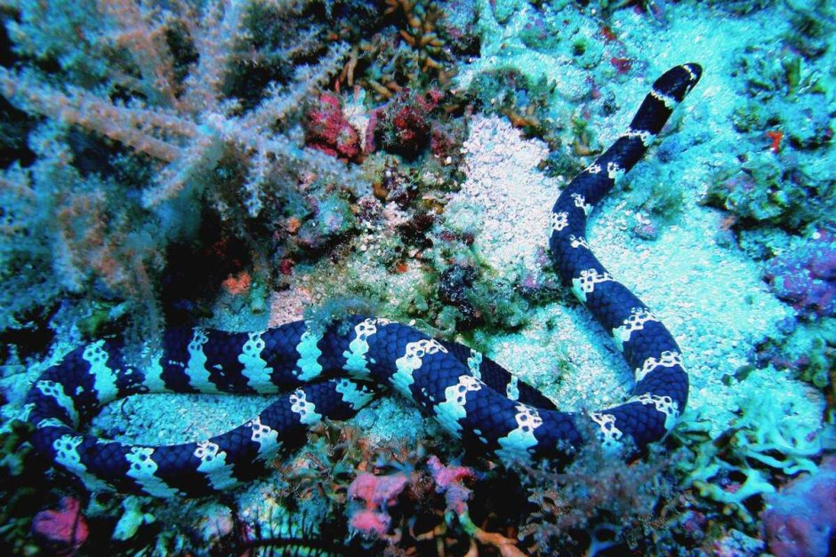 Змея в красном море