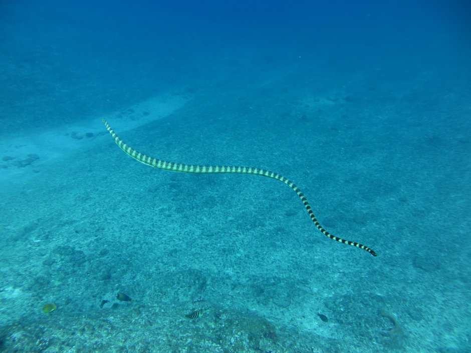 Змеи в пустыне