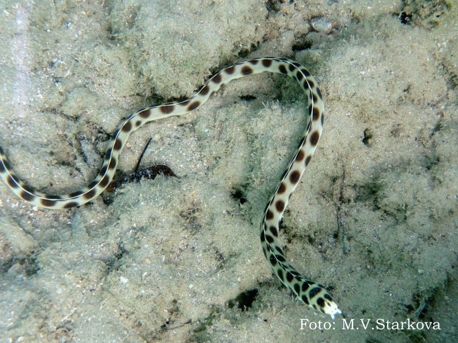 Морская змея большой Барьерный риф