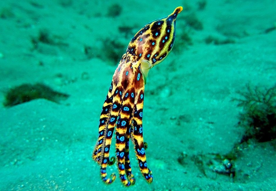 Морская змея Бали Крайт