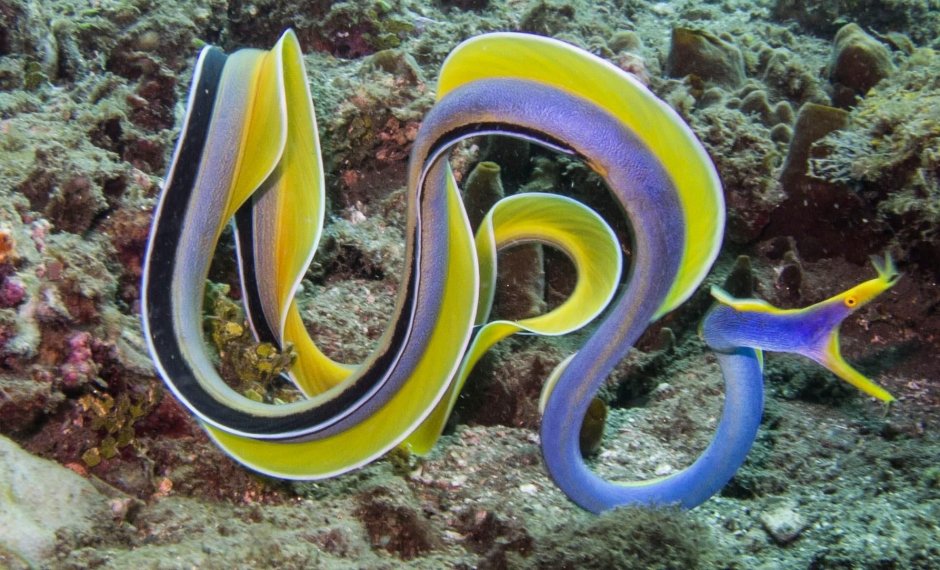 Морская черепаха Пакистан