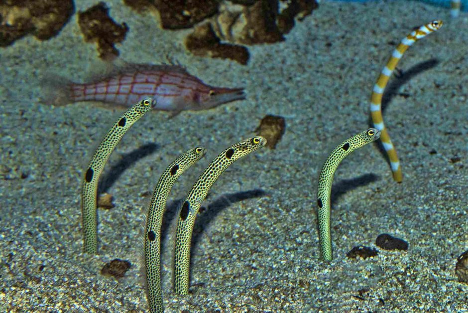 Морская гадюка