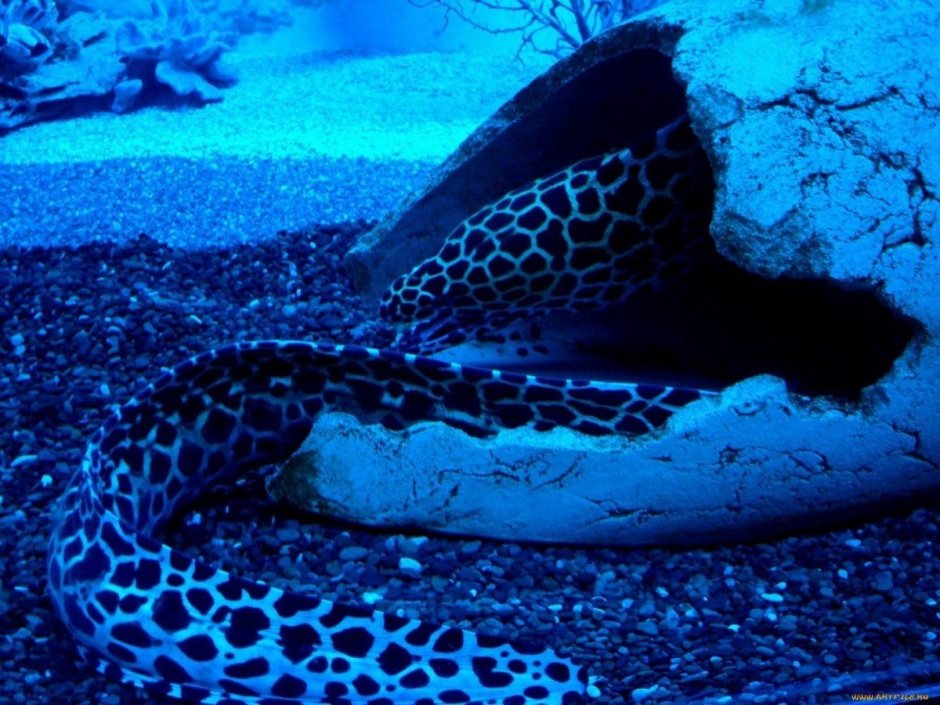 Коротконосая морская змея