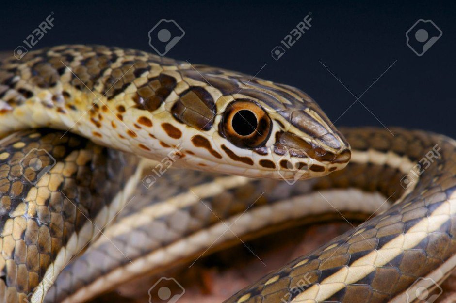 Psammophis sibilans