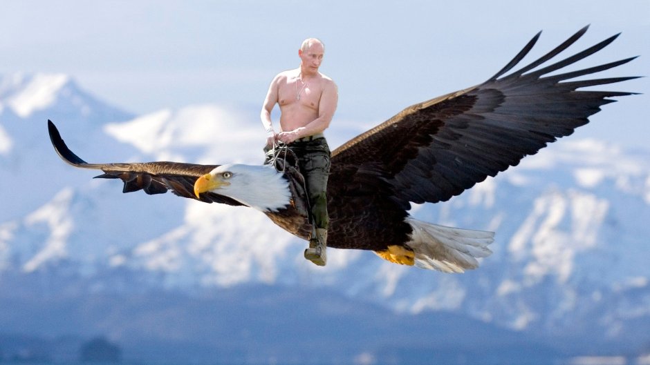 Орлиный ястреб