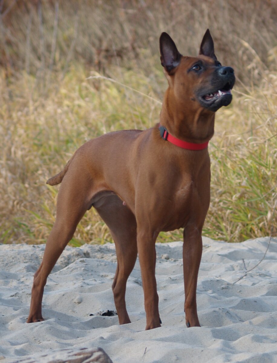 Тайский риджбек