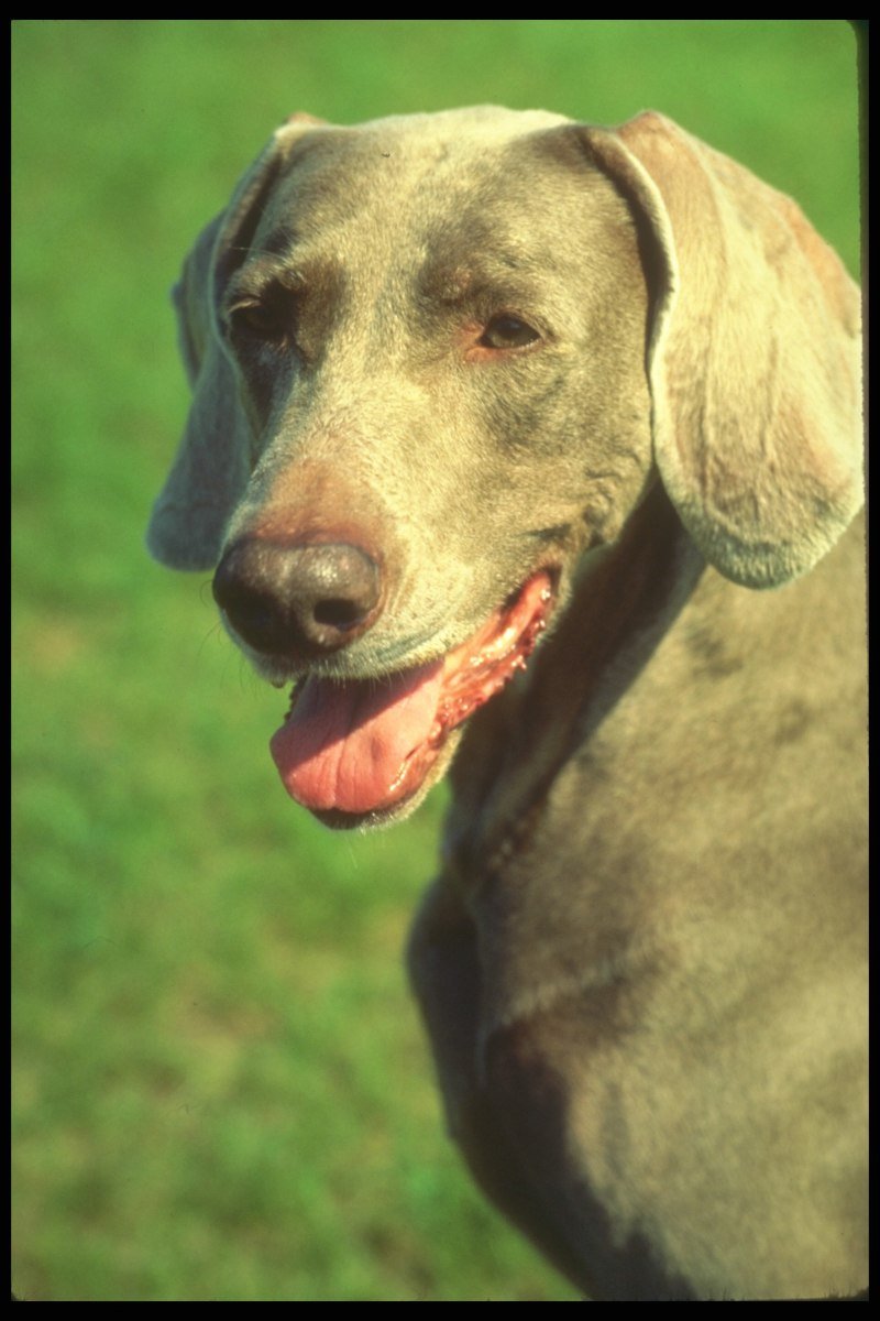 Собаки с короткой шерстью