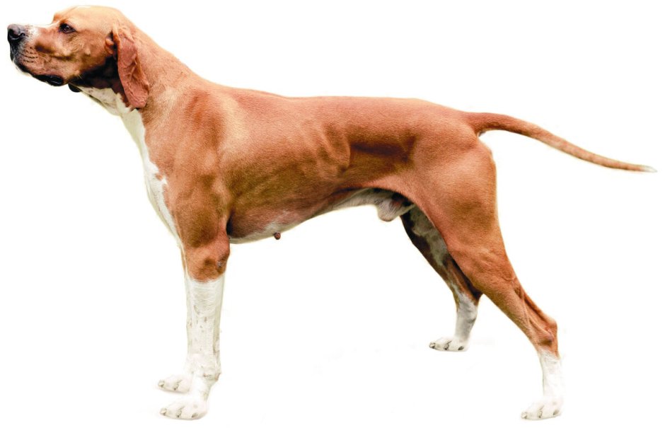 Английский Пойнтер