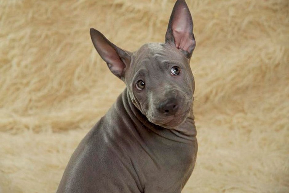 Тайский риджбек собака