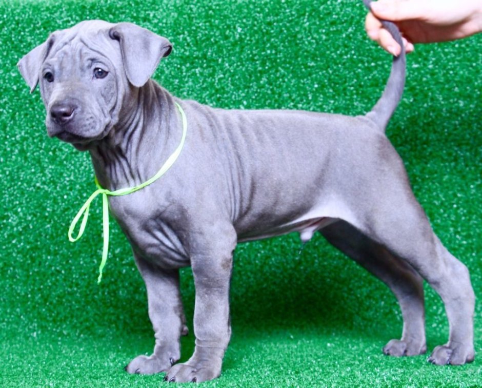 Тайский риджбек щенок голубой