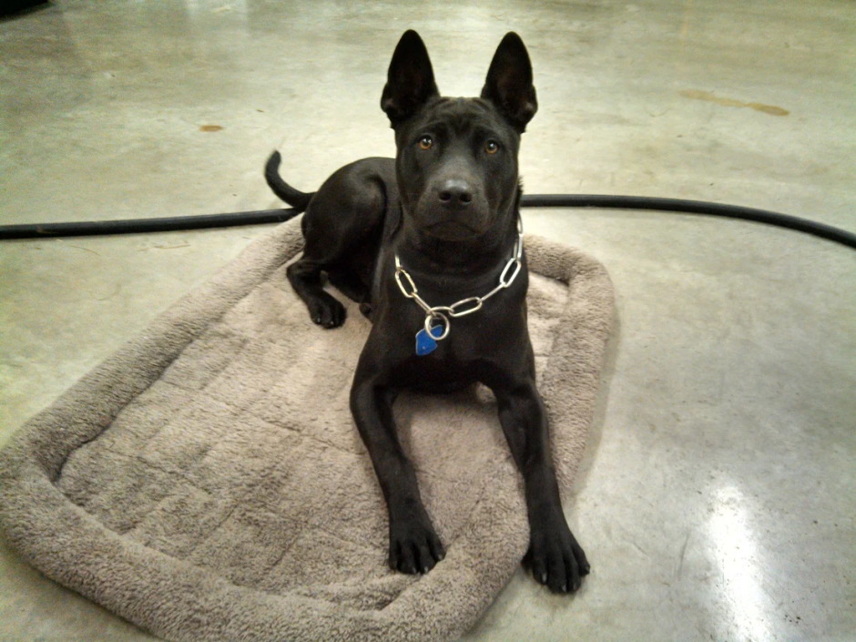 Собака порода тайский риджбек черный