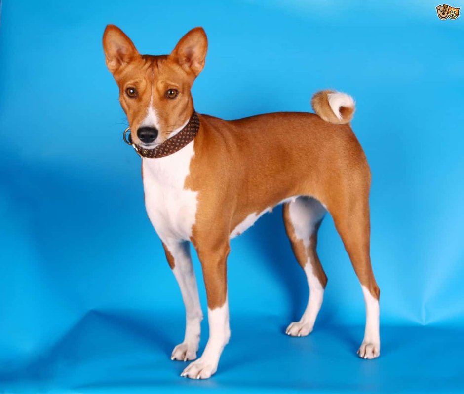 Басенджи маленькие