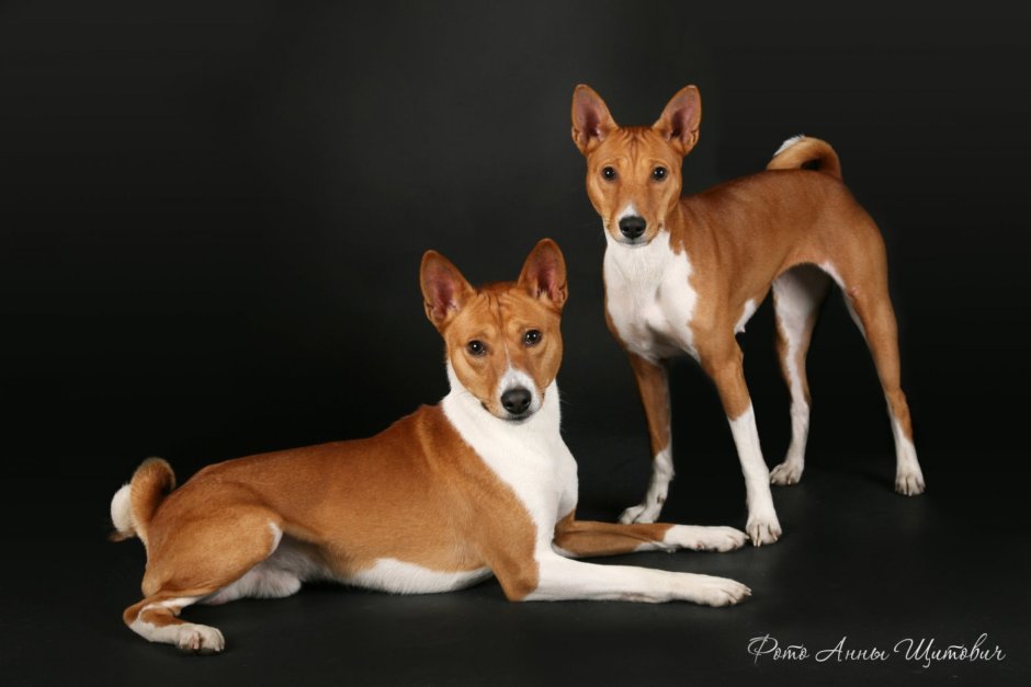 Басенджи собака антиаллергенная