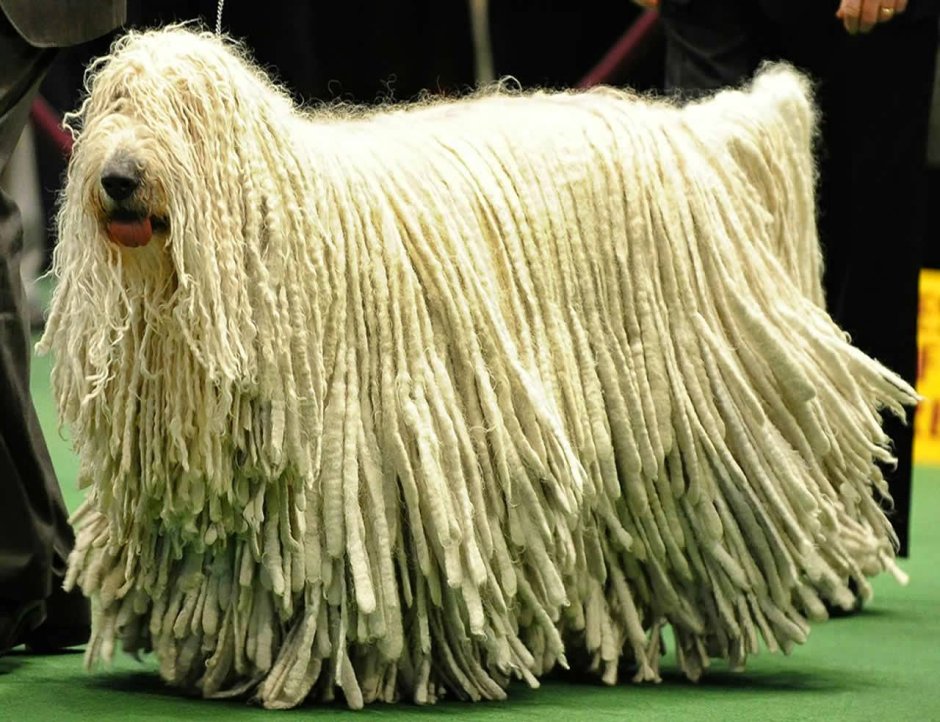 Бергамская овчарка Командор