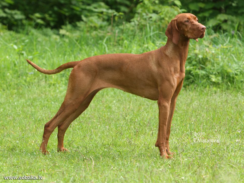 Венгерская легавая выжла
