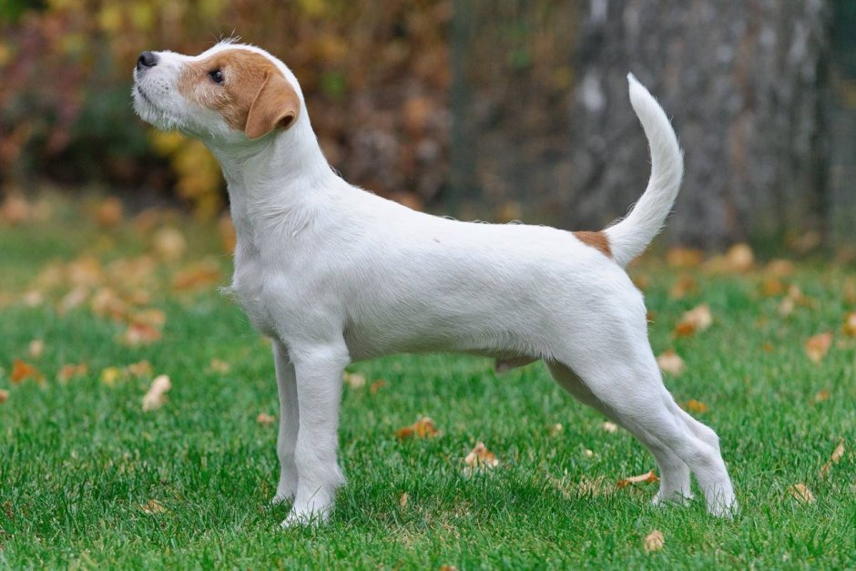 Парсон Рассел терьер гладкошерстный