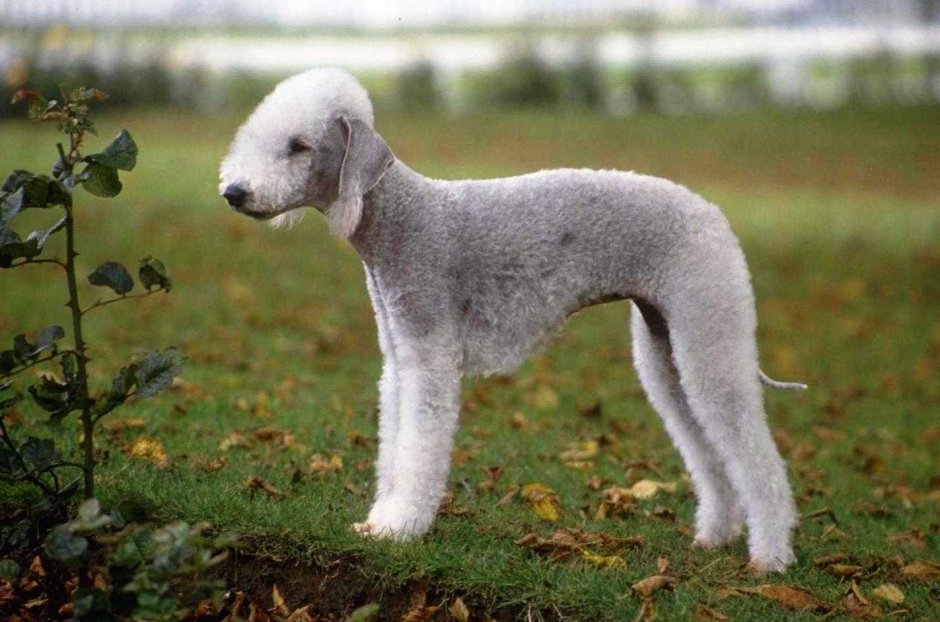 Бедлингтон-терьер щенок