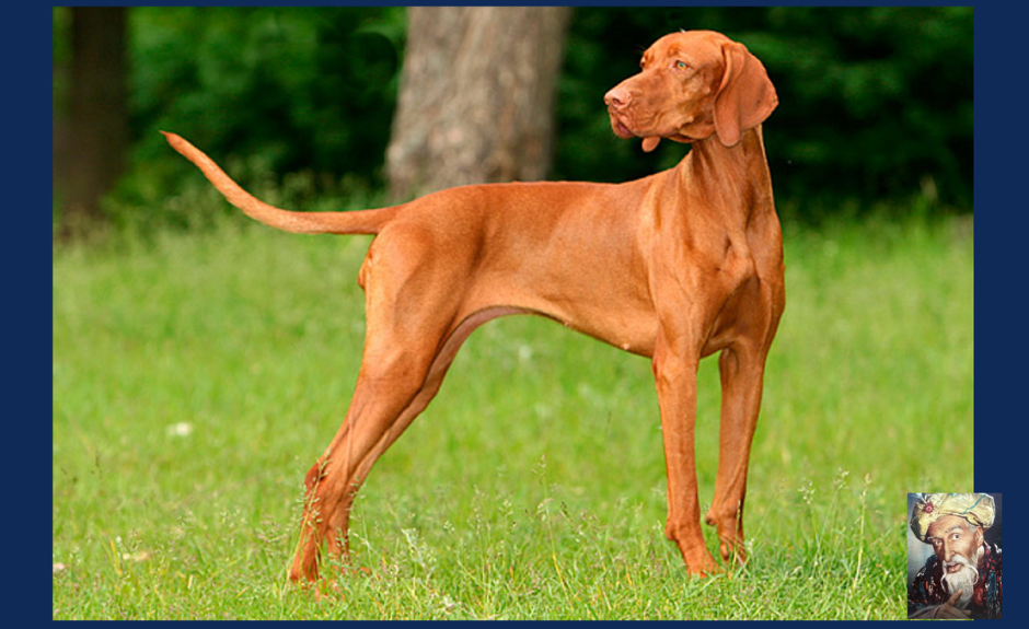 Охотничья венгерская выжла