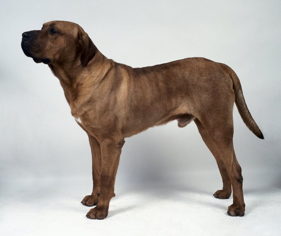 Порода собак Розенштраух