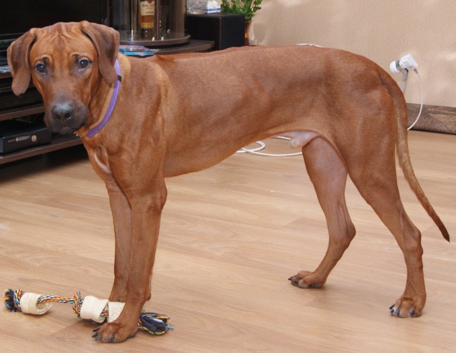 Родезийский риджбек спина