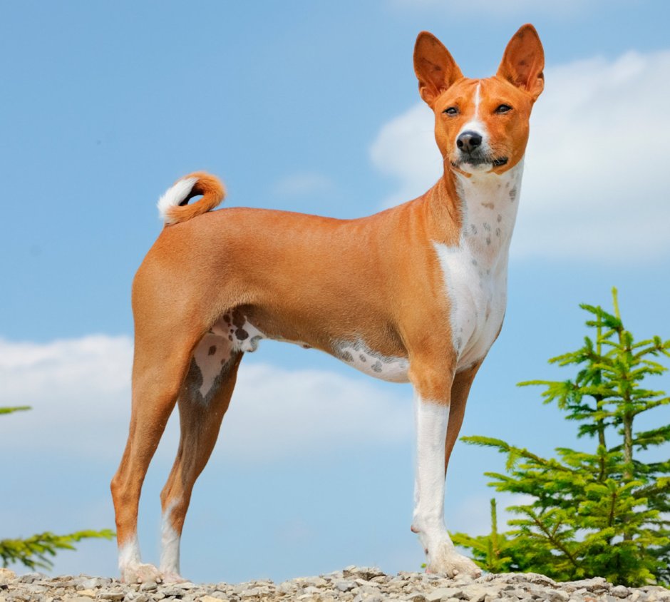 Африканский басенджи