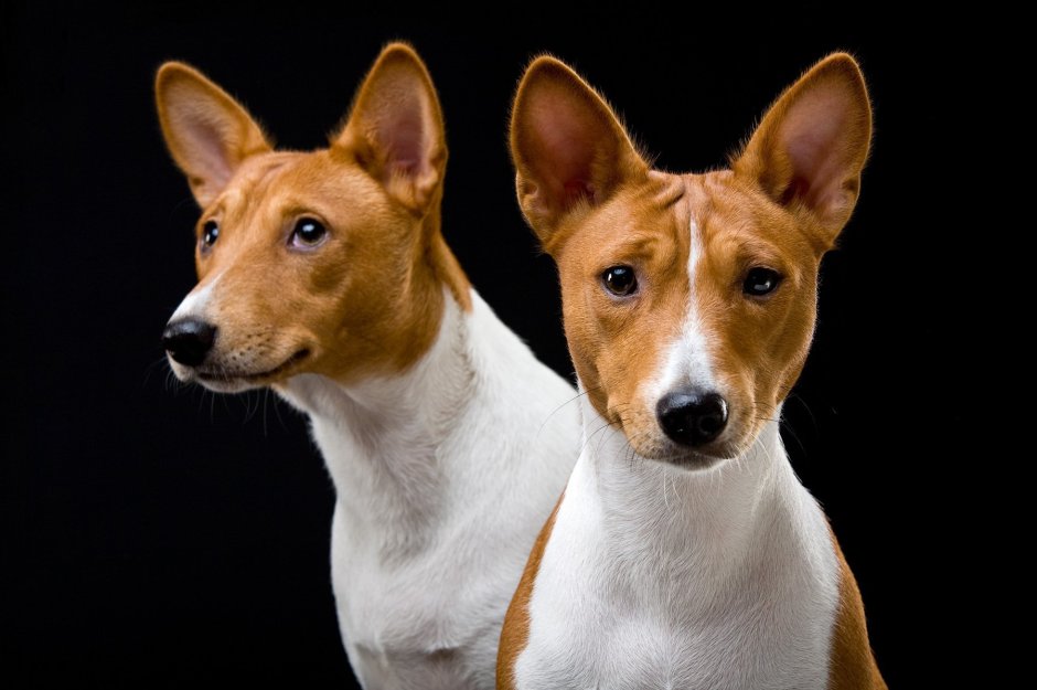 Басенджи мордочка