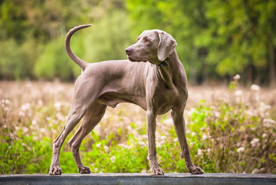 Гончая Веймаранер