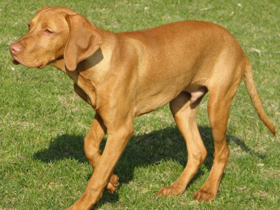 Венгерская короткошерстная легавая (выжла)