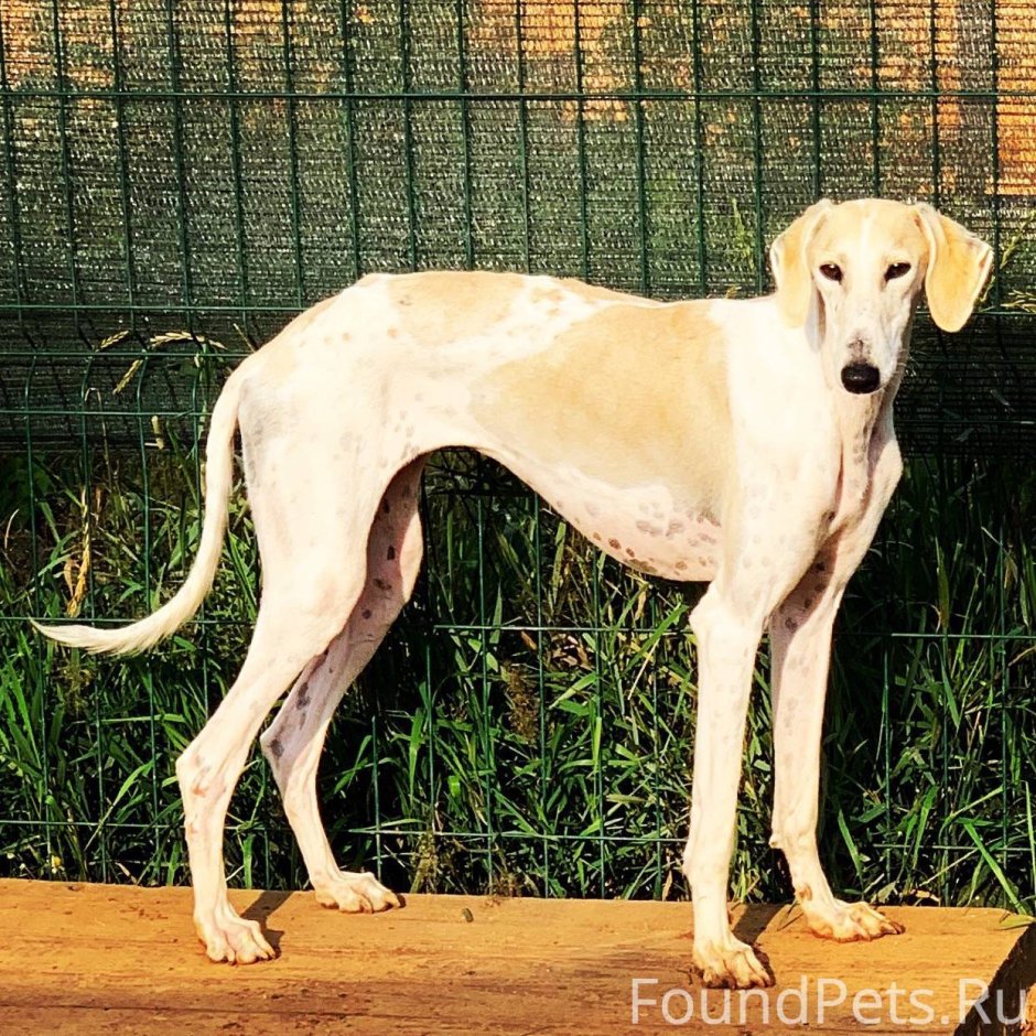 Салюки собака белая