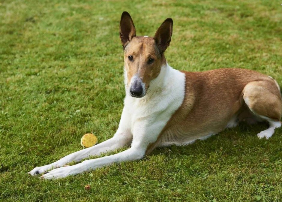 Колли гладкошерстная