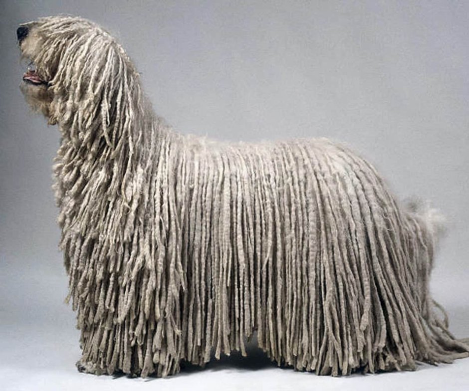 Венгерская овчарка Командор