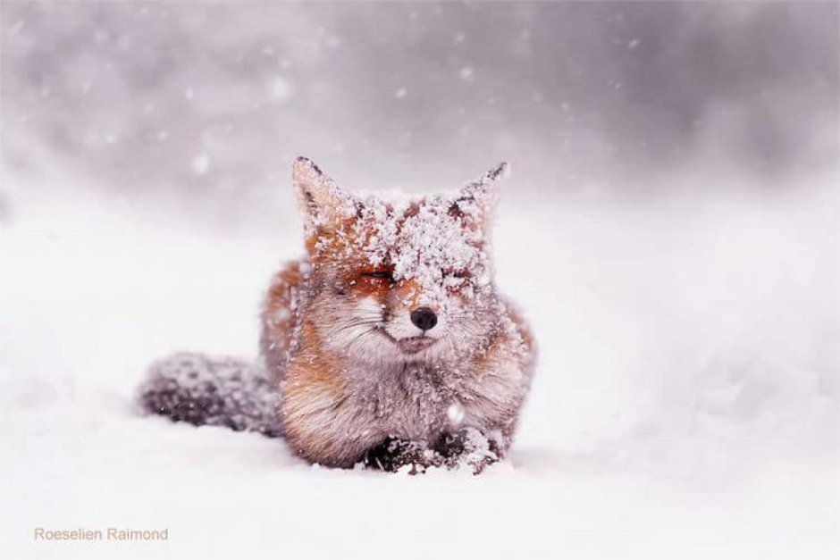 Дикие животные зимой