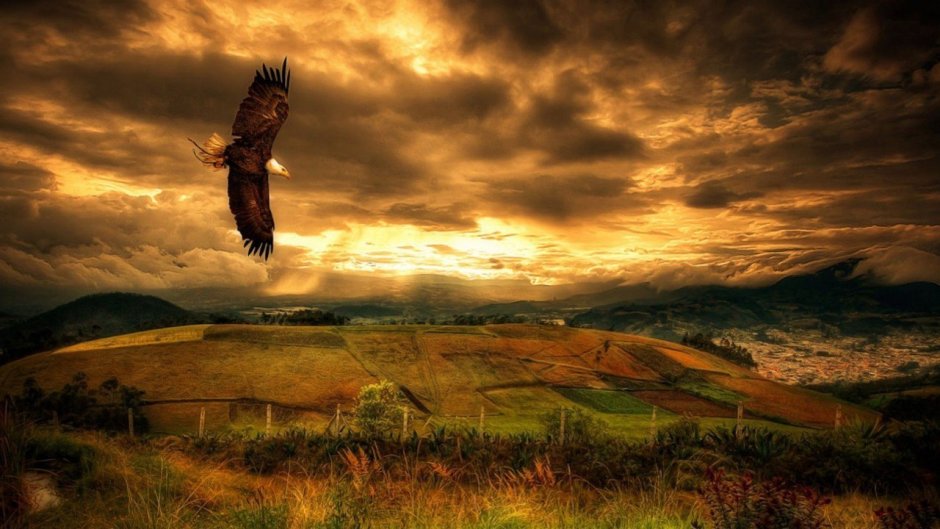 Орел природа фон