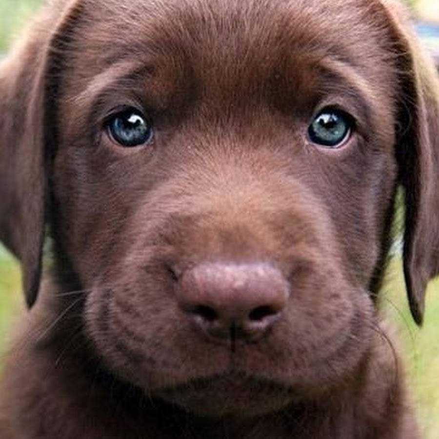 Лабрадор двухцветный