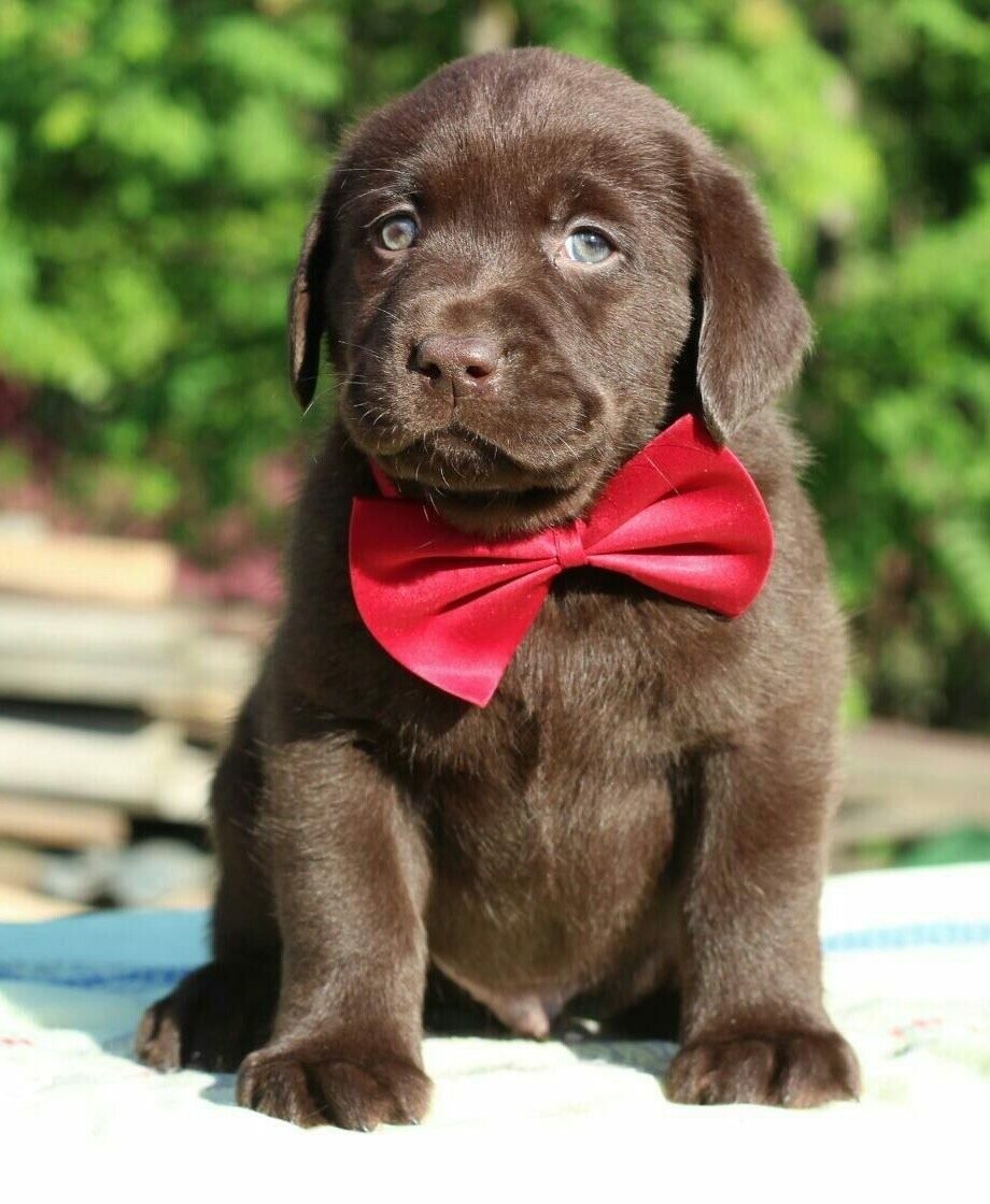 Лабрадор ретривер шоколадный золотистый